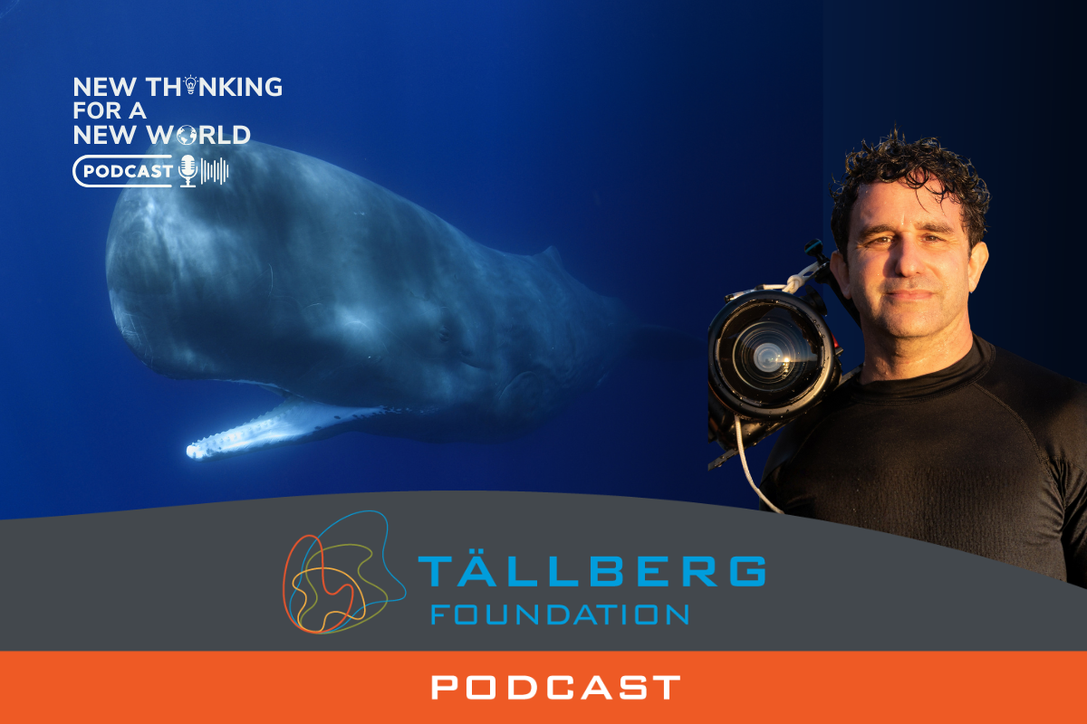 What Has the Whale to Say? / David Gruber