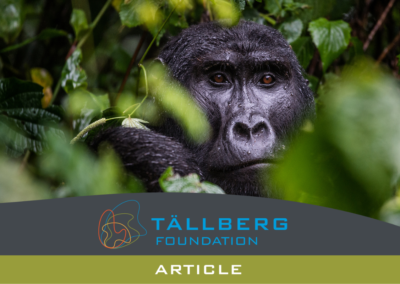 Gorillas (and people) in the Mist